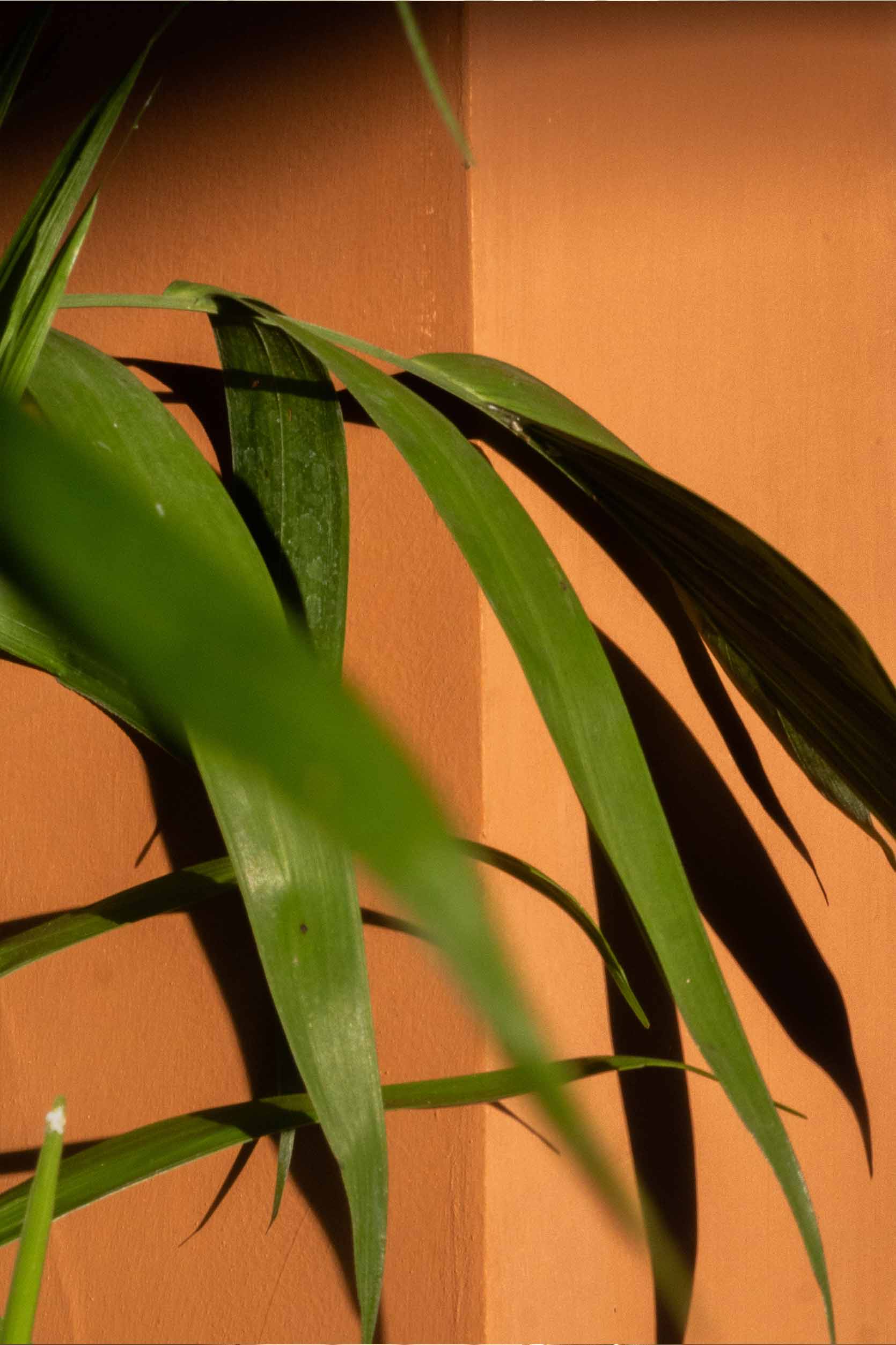 Seamless microcement finish in Bali kitchen wall